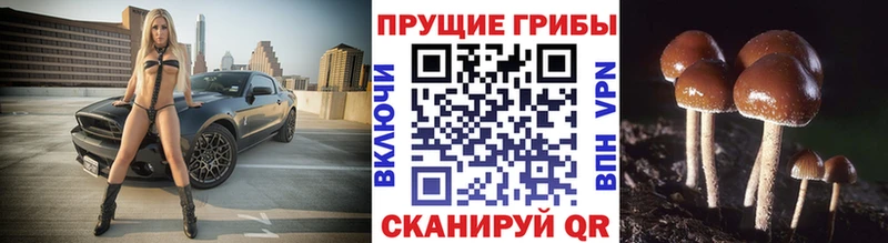 Галлюциногенные грибы Psilocybe  Пятигорск 